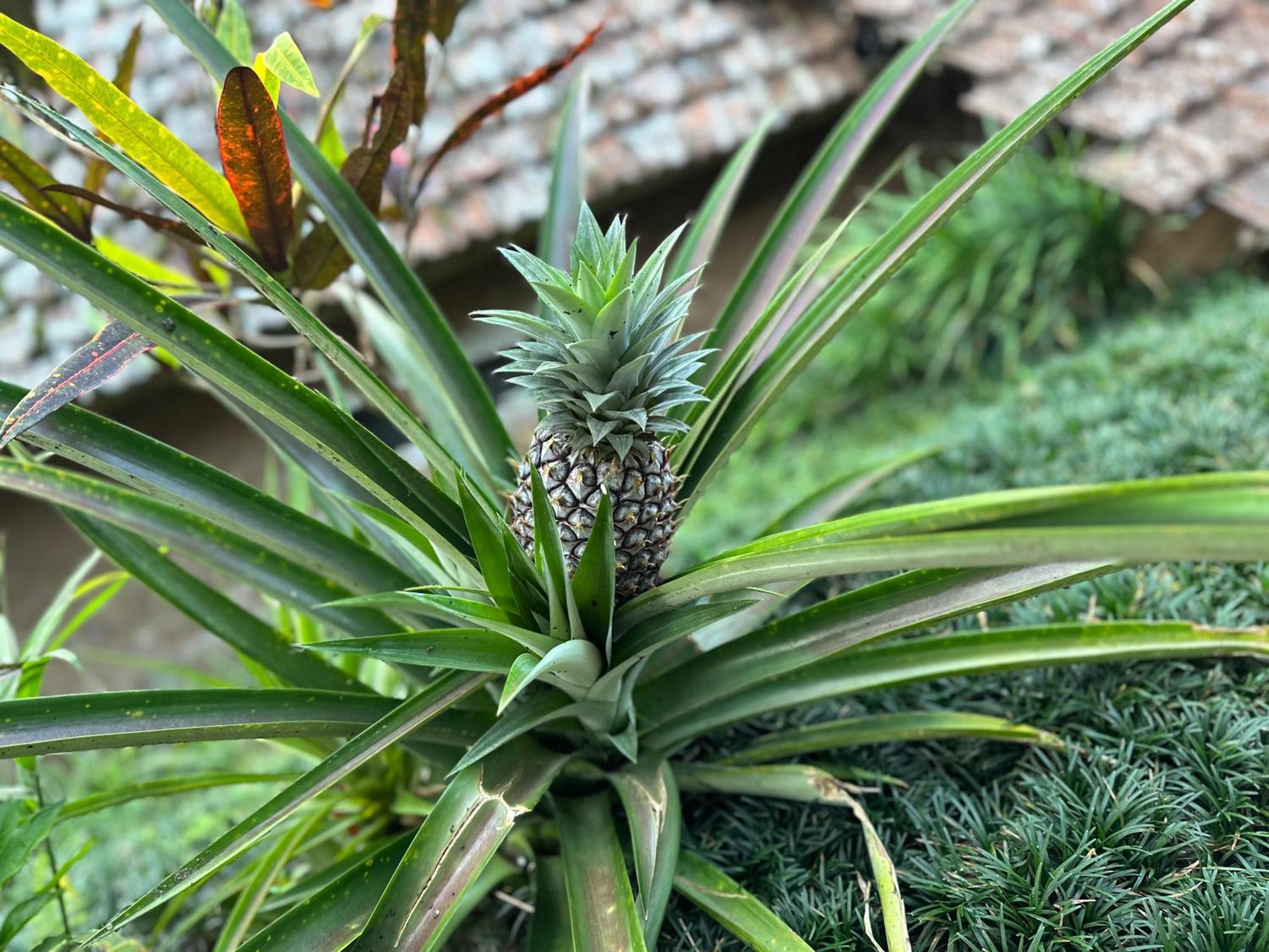 Villa Oemah Tepi Sawah à Jatiluwih Extérieur photo