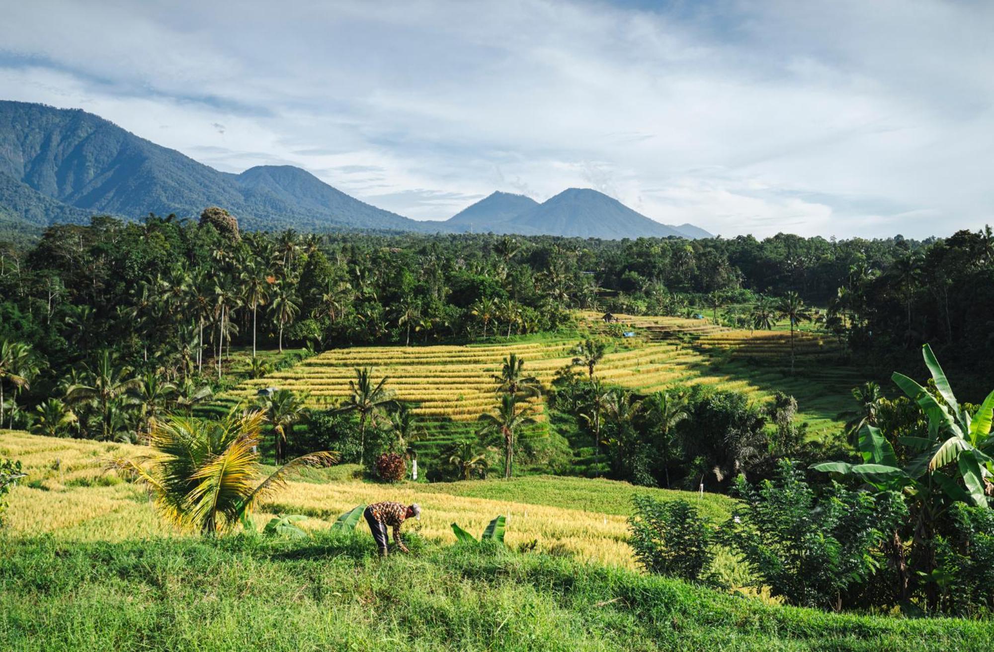 Villa Oemah Tepi Sawah à Jatiluwih Extérieur photo